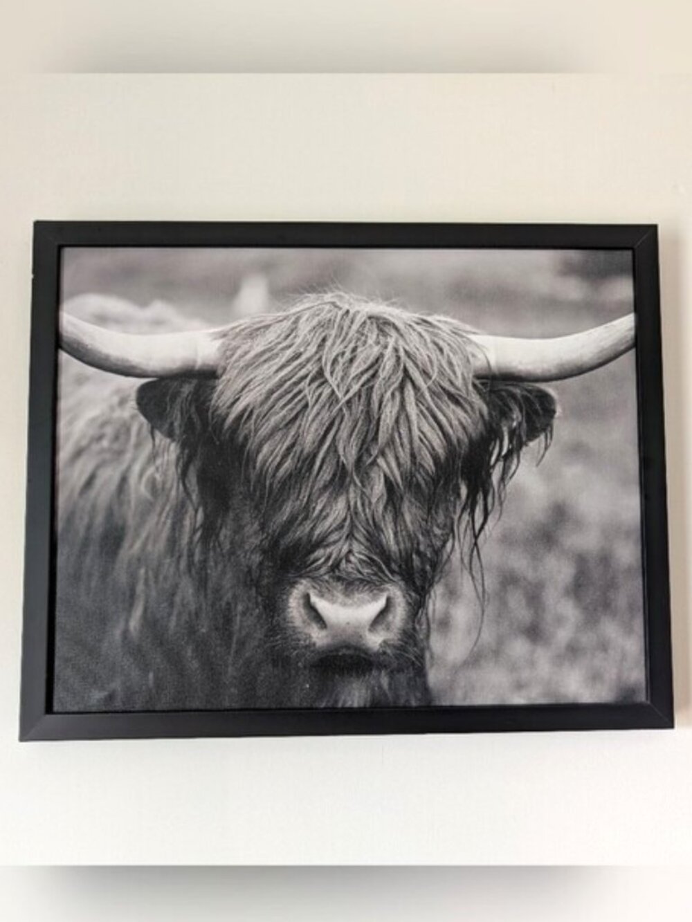 Framed Canvas Black & White Highland Cow Wall Art 20"Lx16"W